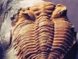 Trilobit, Oberursel